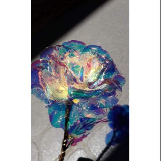 Hoa hồng hologram - hoa hồng phản quang