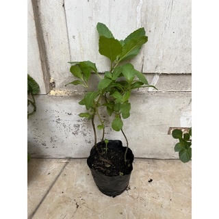 Chậu bạc hà (mint) size nhỏ các loại