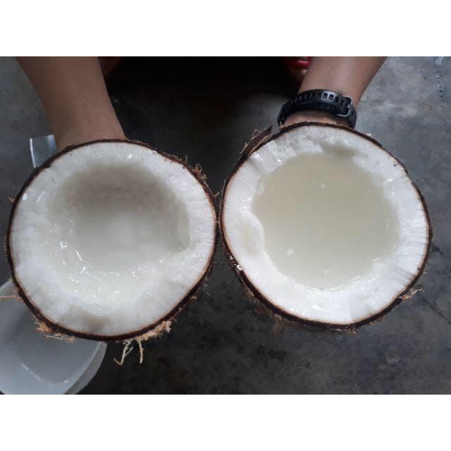 Dừa sáp trà vinh loại 1 quả 1kg