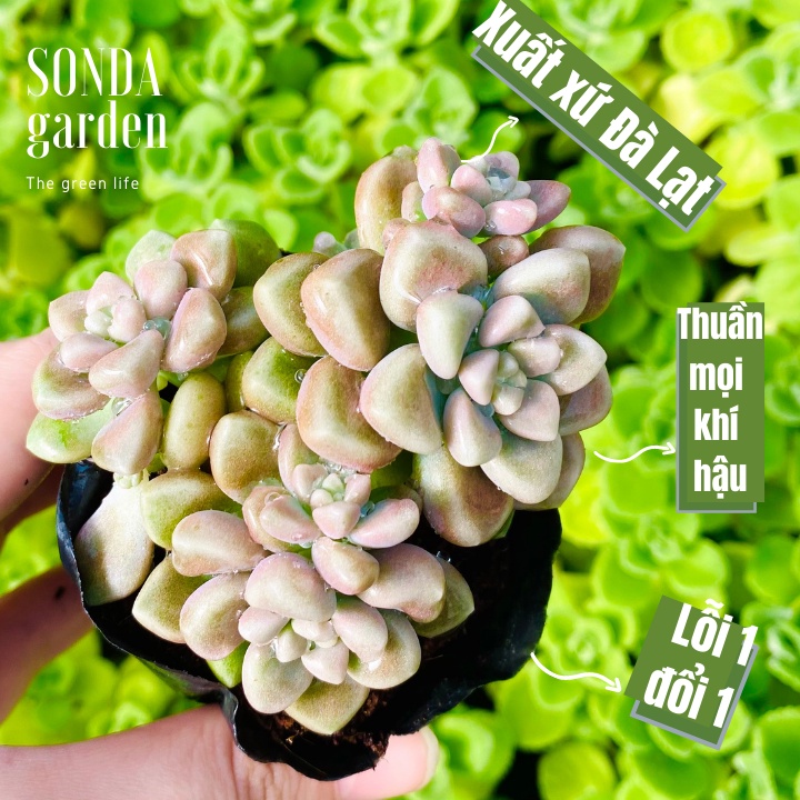 Sen đá kim tuyến SONDA GARDEN size bé 5-8cm, xuất xứ Đà Lạt, khoẻ đẹp, lỗi 1 đổi 1