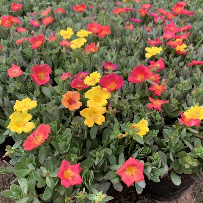 Cây hoa sam thân bò cực xum xuê, cây hoa cảnh rất dễ trồng và phát triển khoẻ mạnh, trồng trang trí sân vườn, bồn cây