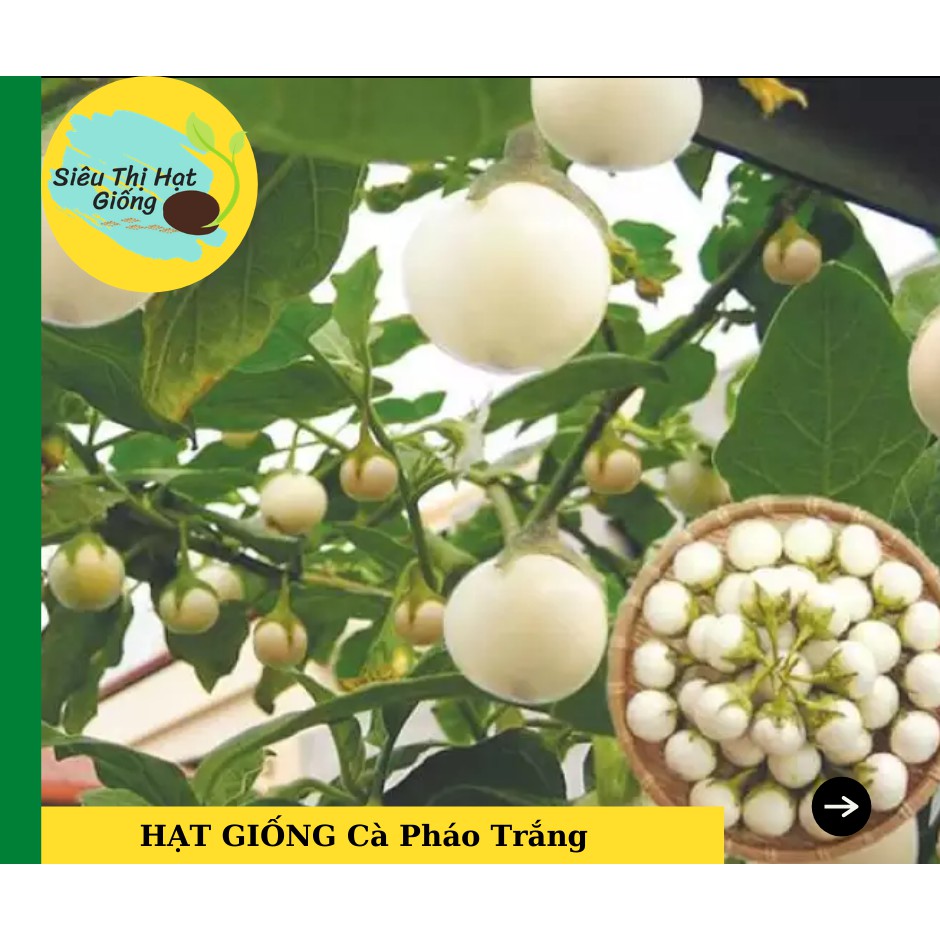 [Seeds] Hạt giống Cà Pháo Trắng