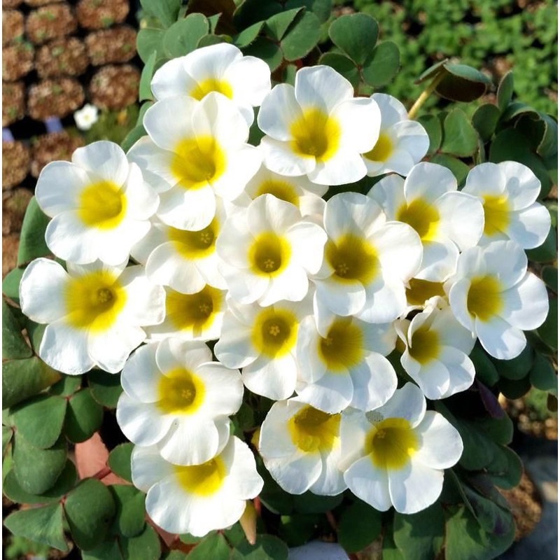 Củ hoa Oxalis Purpurea Alba chuẩn mặt hoa