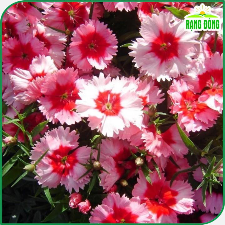 Hạt giống Hoa Cẩm Chướng Đơn Nhiều Màu, Dễ Chăm Sóc, Thích Hợp Trồng Chậu - Hạt giống Rạng Đông