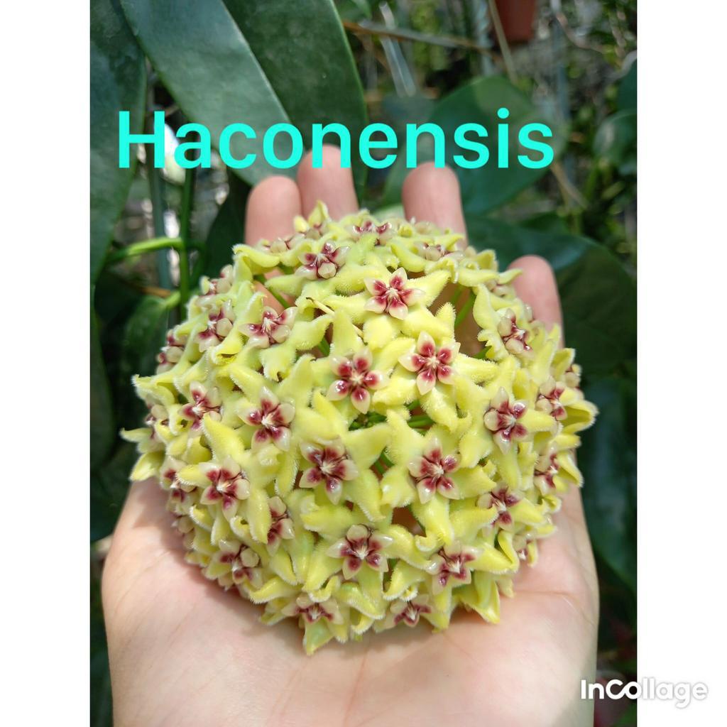 Giò hoa lan cẩm cù Haconensis hoa vàng