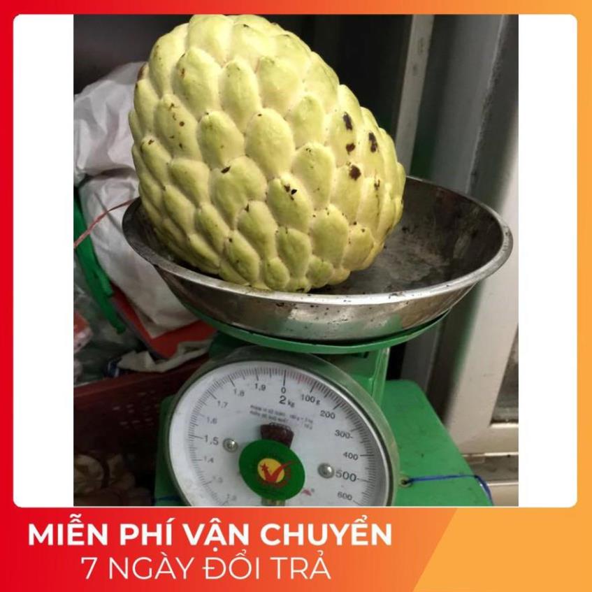 [SALE] Cây Na thái - Na Xiêm (ảnh thật) cho trái siêu to khổng lồ -Tặng Kèm Phân Bón