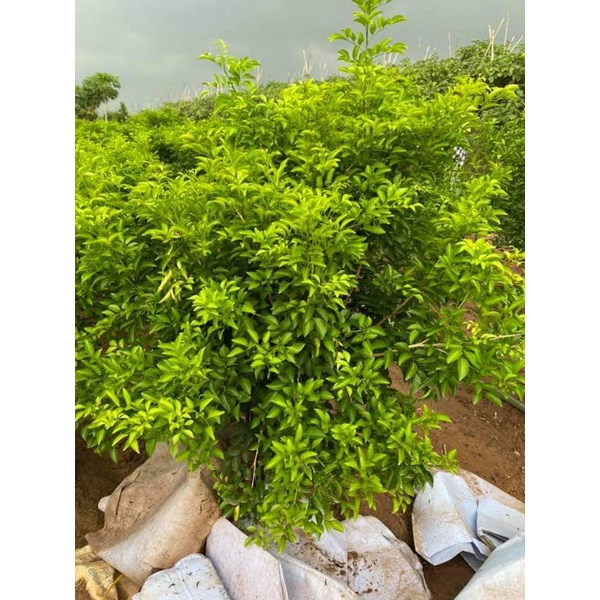 nguyệt quế bụi to ảnh thật