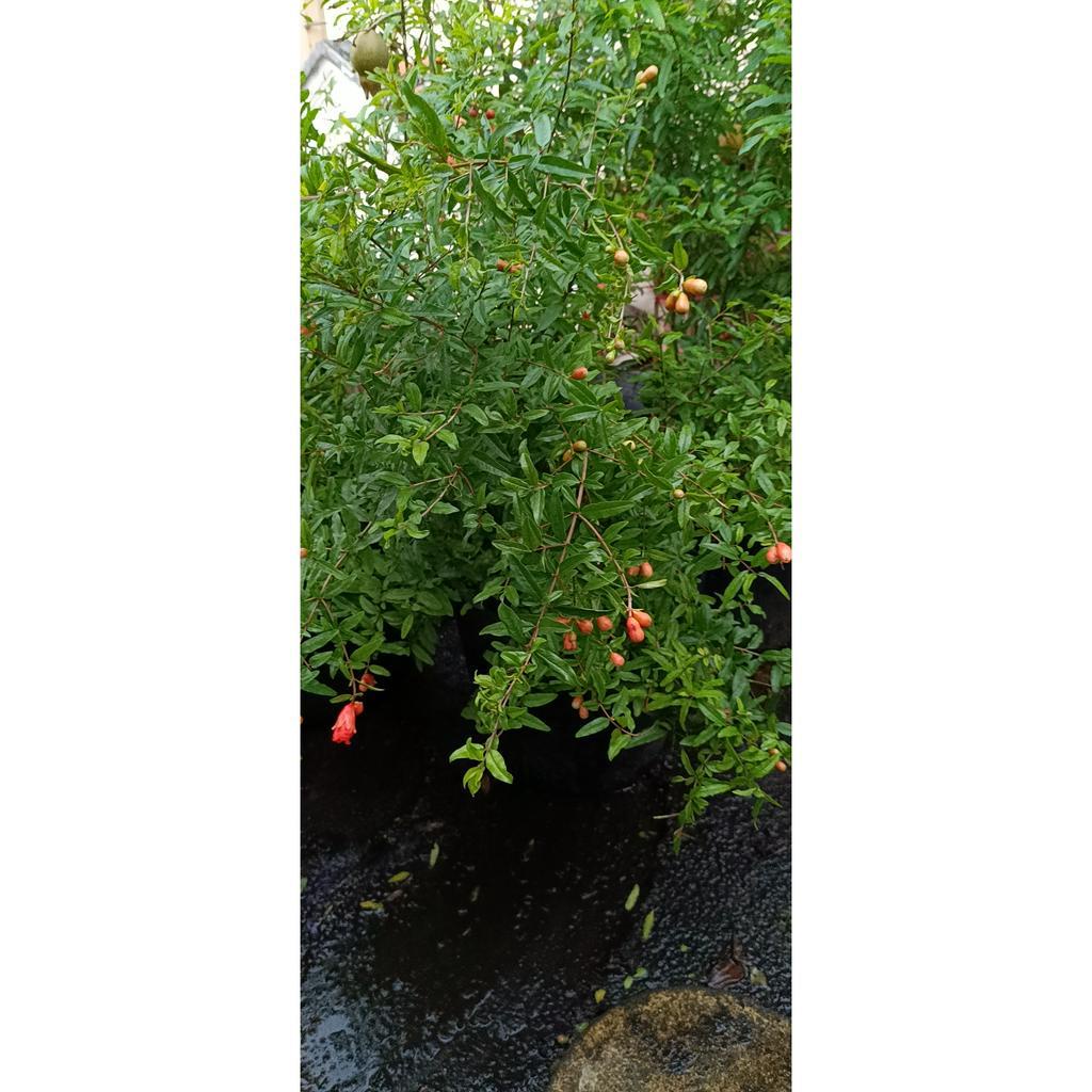 Cây lựu trồng chậu lựu đỏ (hồng lựu) / lựu trắng (bạch lựu) cây đang có trái hoặc sắp có trái cao 50-100cm