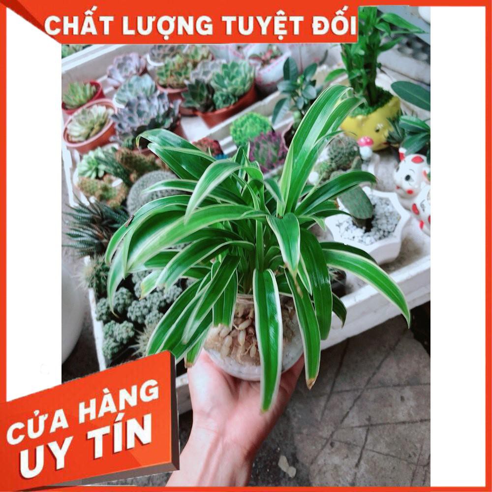 Chậu Lan Chi Thủy Sinh Nhiều Người Mua (Dây Nhện)