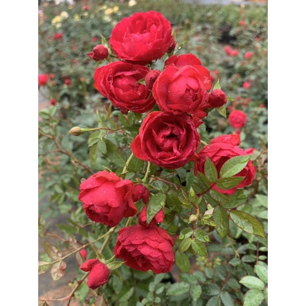 Cây hoa hồng bụi Margo koster đỏ, cây nguyên chậu cao 50-60cm. Thienan22916