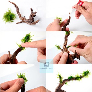 Keo thủy sinh chuyên dụng dán rêu, ráy, cây thuỷ sinh