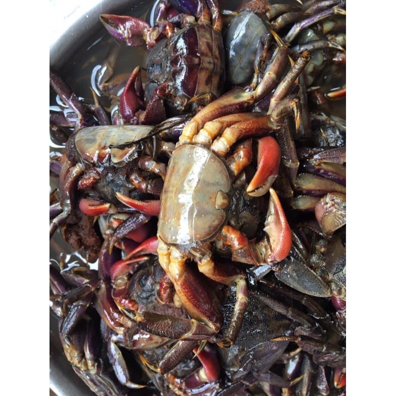 BA KHÍA MUỐI RẠCH GỐC NGUYÊN CON