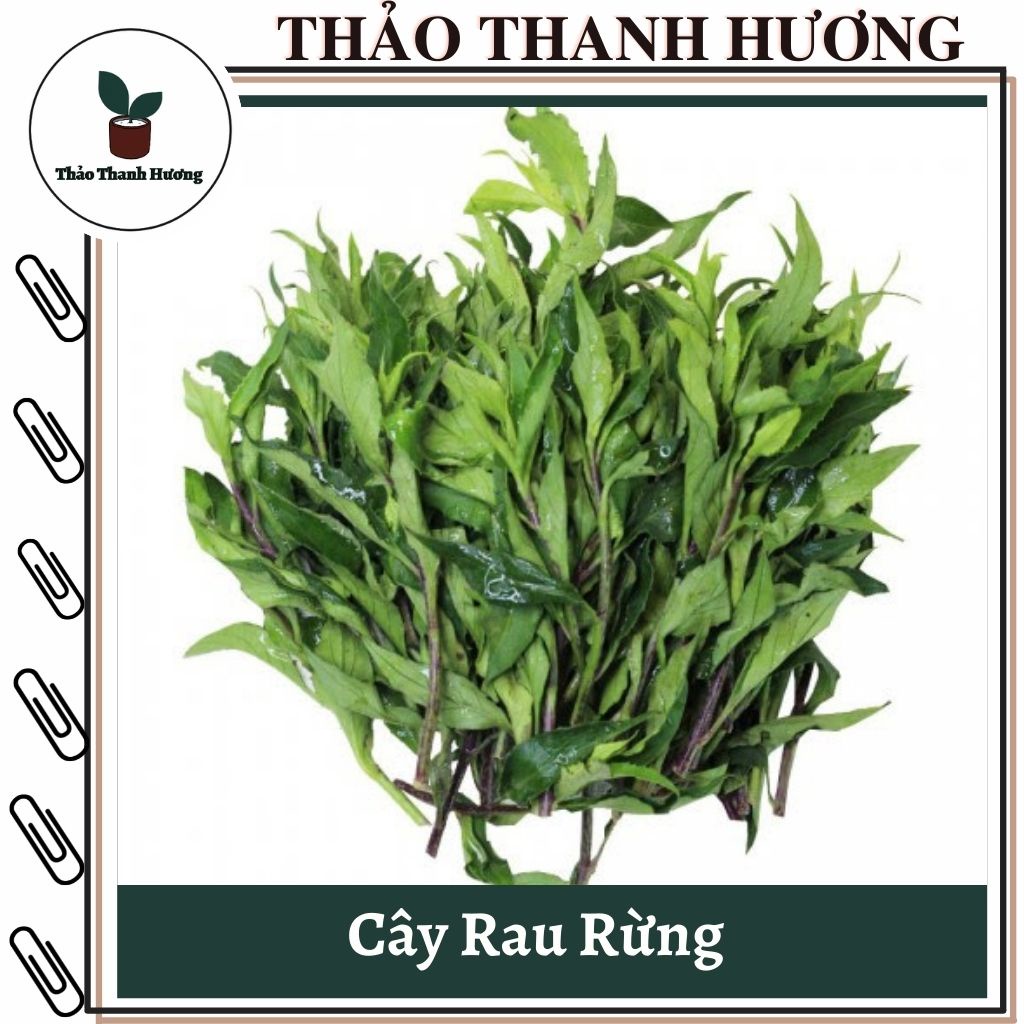 Cây rau rừng, cây rau lủi rừng, cây cảnh, món ăn TTH 34