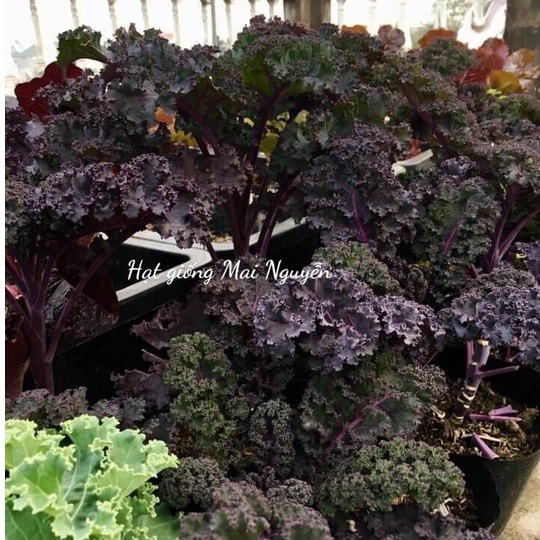 100 hạt giống cải kale scarlet kale tím Mỹ- Scarlet kale F1