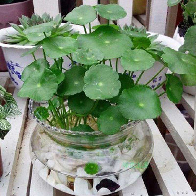 Hạt giống cỏ đồng tiền thủy canh có tỷ lệ nảy mầm cao, giá thành rẻ 50h