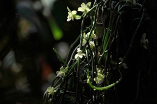 Lan hương vani không lá