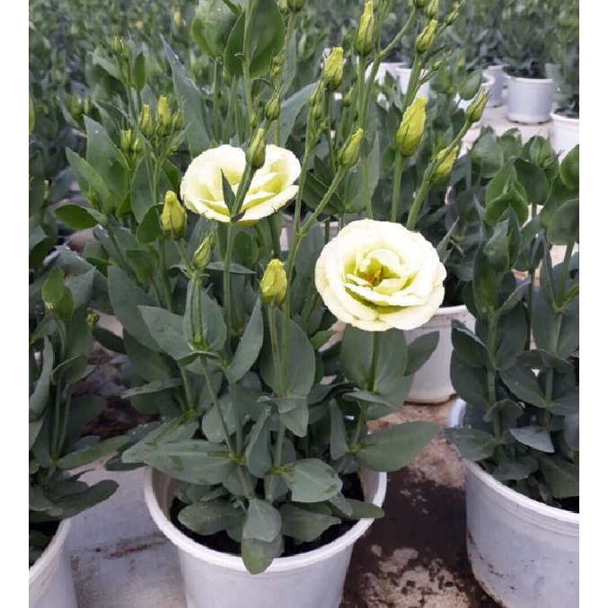 Hạt giống hoa cát tường nhiều màu KNS3622 - Gói 10 hạt