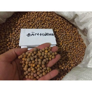 Hạt đàn hương trắng
