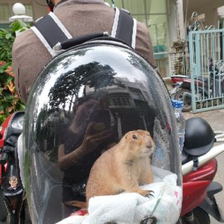 BALO PHI HÀNH GIA ĐỰNG PET