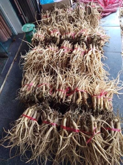 🍀🌿SÂM DÂY NGỌC LINH 10 củ ký hàng chọn ☘️🌴