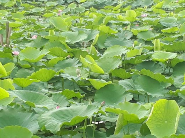 Trà Ướp Hoa Sen Hồ Tây Chính Hiệu!!!!!!😃😃😃😃😃