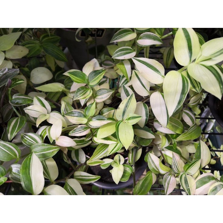 Cây Thài lài vàng - chậu 4,5 ngọn dài 20cm - cây khỏe dễ dàng chăm sóc