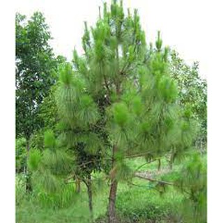 Cây thông đỏ caribe giống (cây thông đỏ cảnh)