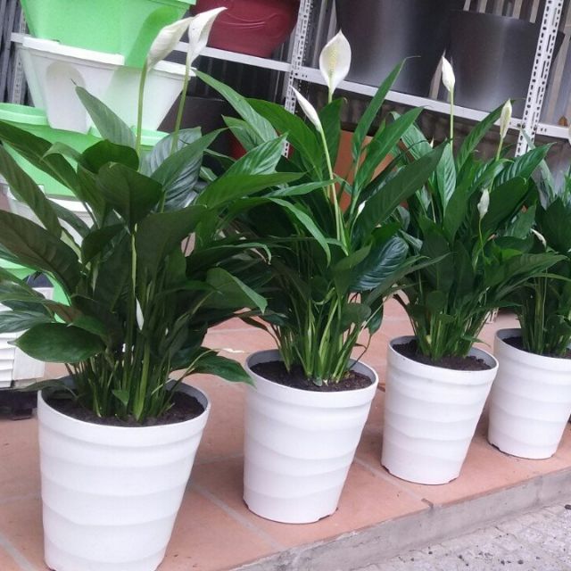 Combo chậu nhựa, đĩa và đá