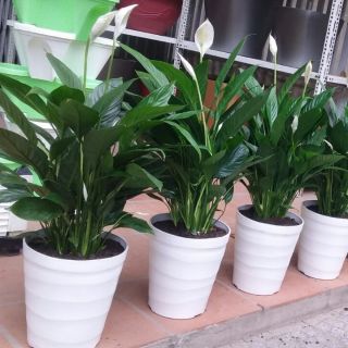 Combo chậu nhựa, đĩa và đá
