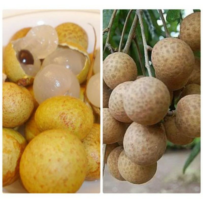 Cây nhãn Hưng yên,Hương Chi, T6 chín muộn, Siêu ngọt, Nhãn tím quả to hạt nhỏ cao 1m - ra trái sau 6 tháng