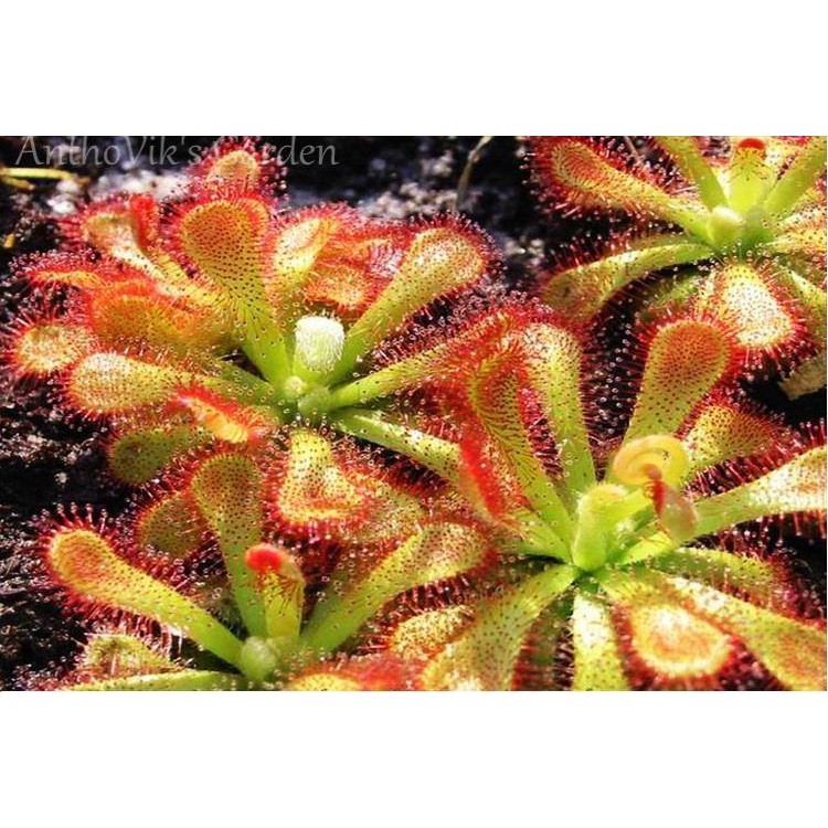 Cây bắt mồi gọng vó Drosera Venusta tên khác là Drosera Natalensis chuyên bắt côn trùng