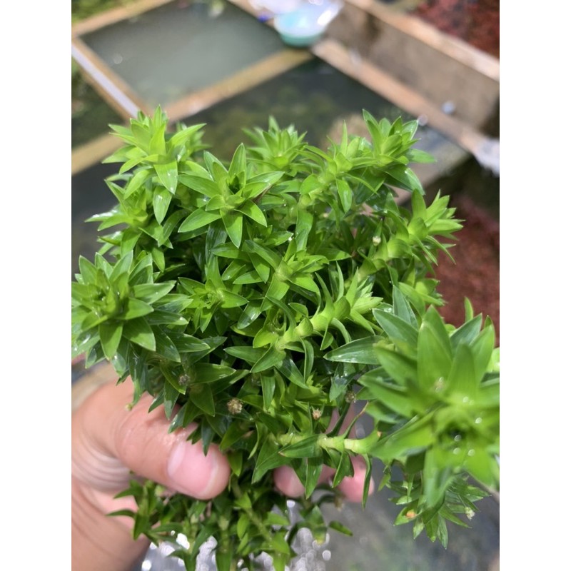 tonia fluviatilis - Tonia lá cứng - 30k/10 ngọn