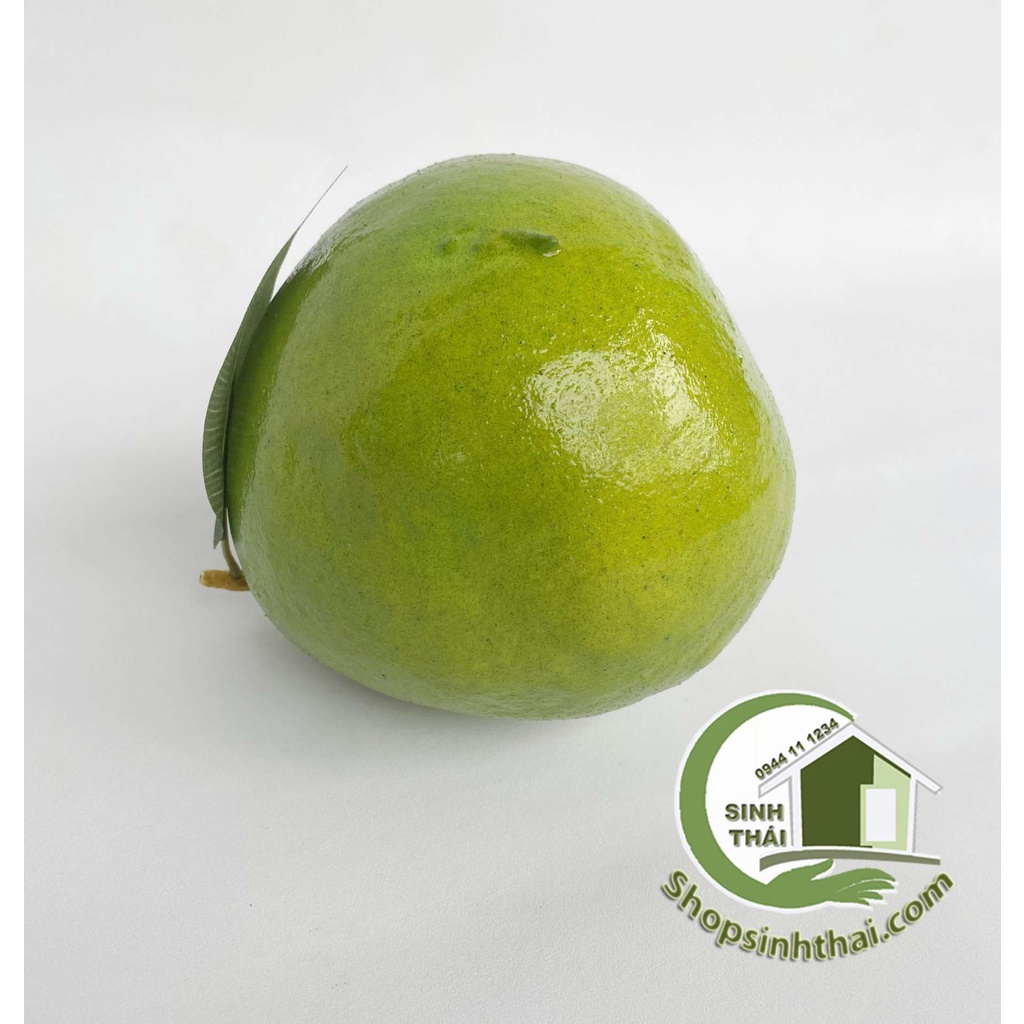 Trái bưởi da xanh - quả bưởi giả màu xanh - trái cây giả cao cấp