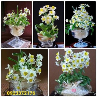 Củ Hoa Thuỷ Tiên Loại Đẹp [SHOP UY TÍN]