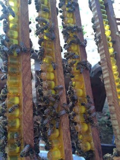 Sữa ong chúa 🐝 🐝 SOC 2T