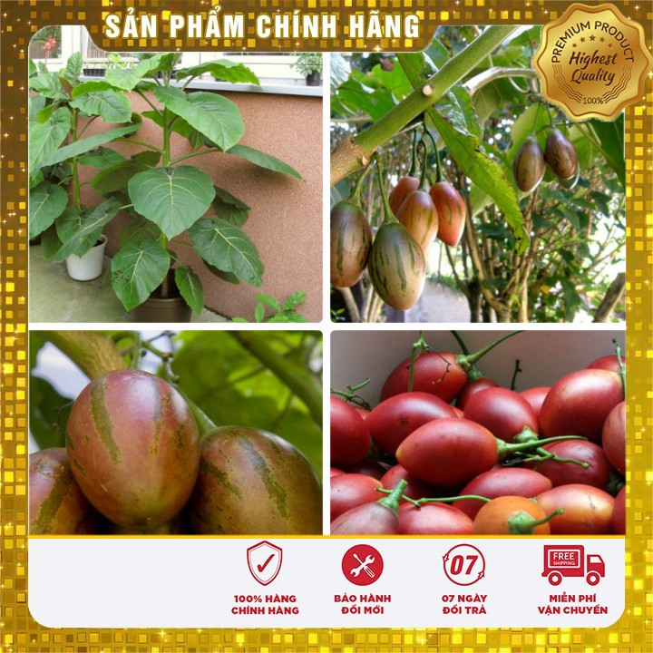 Hạt giống cà chua thân gỗ ( 04 hạt)