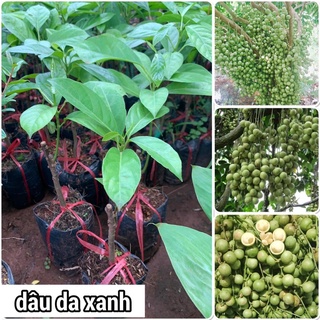 Cây dâu da đất cao 50-60cm mua 5 cây tặng 1 cây 1 năm ra quả