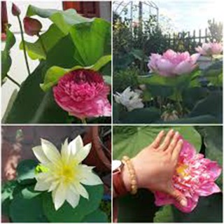 5 hạt giống sen hoàng cung 5 màu khác nhau