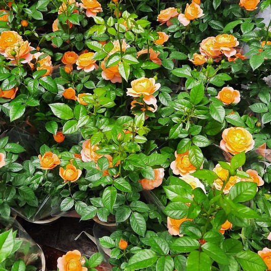 hoa hồng Tezza màu cam cá hồi, hồng, tím,  đỏ, vàng kích thước(35-50cm), cây có nụ hoa