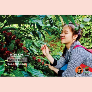 Cà phê Espresso - Hạt rang cao cấp MISS EDE 250g (100% Robusta honey)