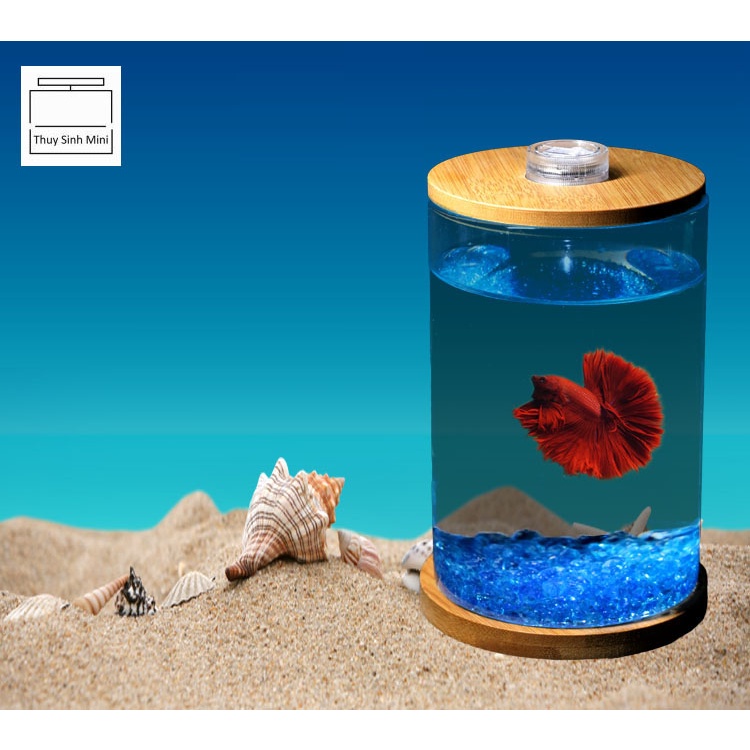 Bể cá chọi Bể cá mini để bàn Betta-01