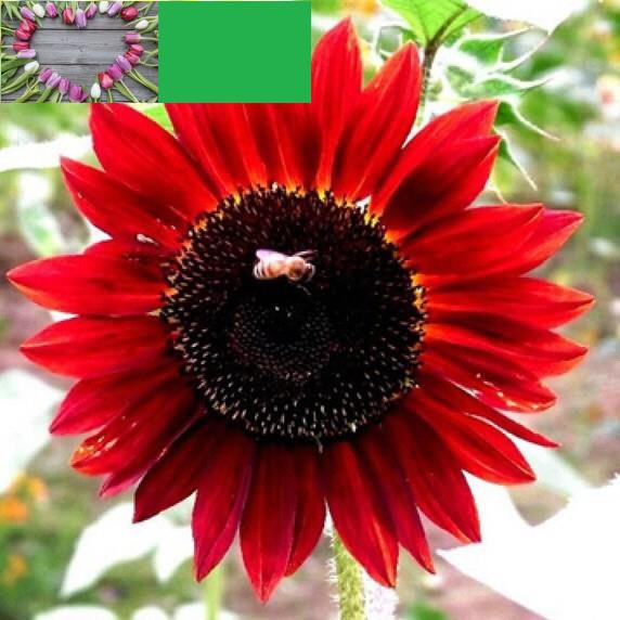 🌹HẠT GIỐNG HOA HƯỚNG DƯƠNG ĐỎ F1🌹 DỄ TRỒNG RA HOA SAU HAI THÁNG KHUYẾN MẠI 2 TUẦN SHOP MỚI KHUYẾN MẠI TẾT