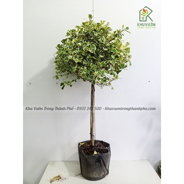 Cây đa tam phúc, si thái cẩm thạch cao 1m -1m3