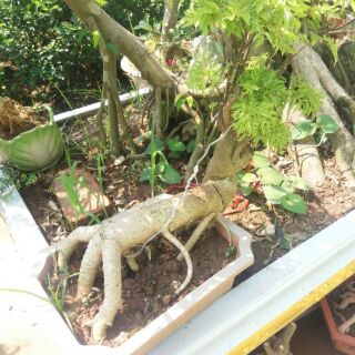 Đinh Lăng Bonsai