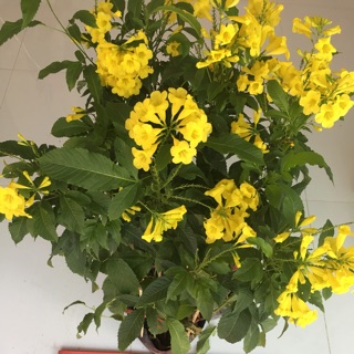 Cây hoàng yến (huỳnh liên)