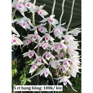 Kie Phi điệp 5ct họng hồng hàng lai