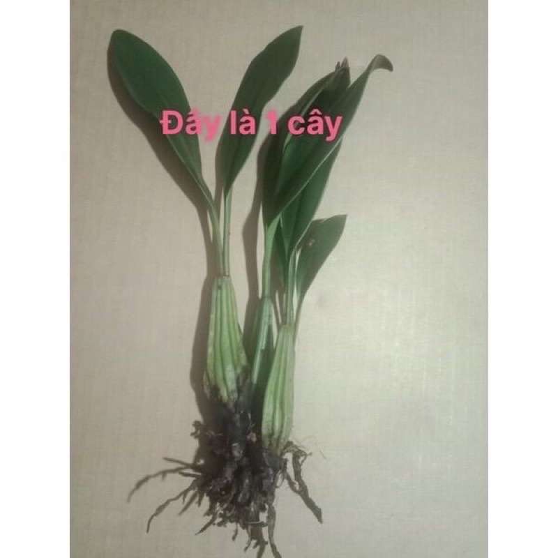 Hoa Lan Vũ Nữ Ngàn Sao Sỉ 5k