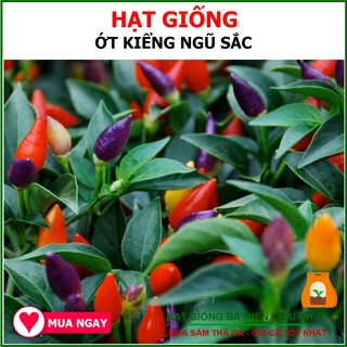 Hạt Giống Ớt Kiểng Phú Nông