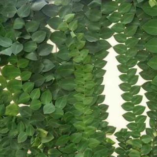 Cây 🌲 Kắt Kè ♌ leo tường.