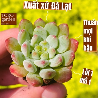 Sen đá hoàng hôn Đà Lạt size mini 2.5-4cm cây cảnh trang trí nhà cửa Toro garden